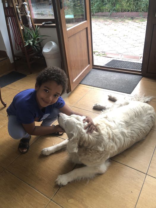 Cazare caini / pet sitter