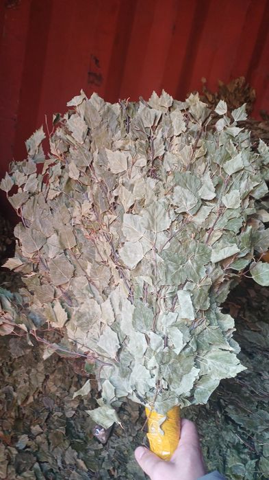 Банные берёзовые веники