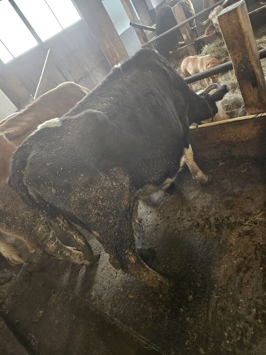 Vacă Bălțată Românească