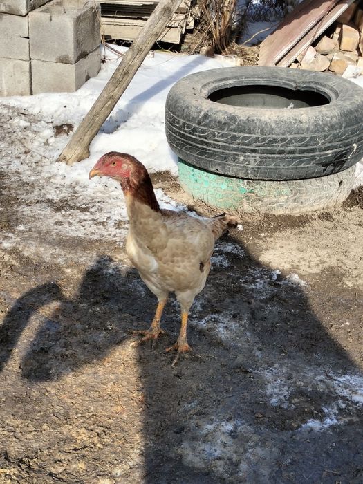 Дакан тауықтар ...