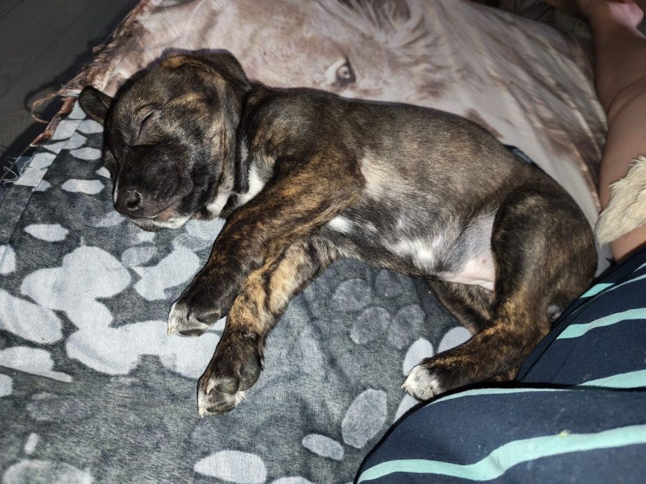 Отдаем щенков в добрые руки