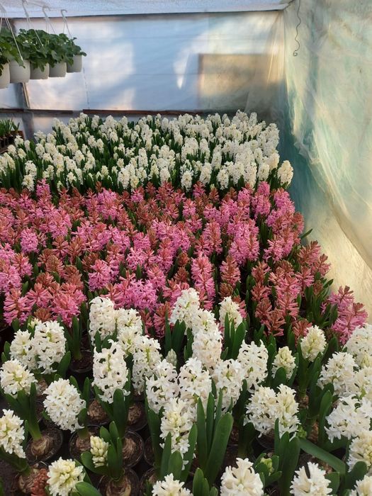 Zambile de vanzare bulbi19+