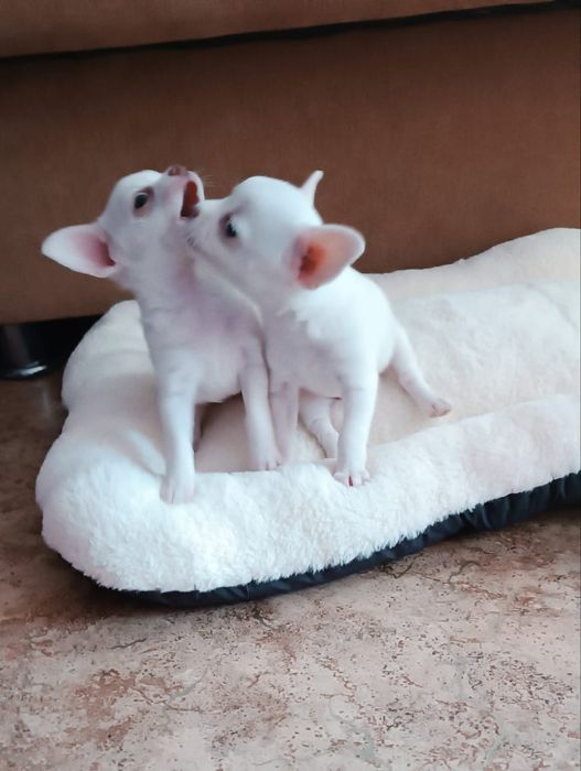 Мини  щенок чихуахуа