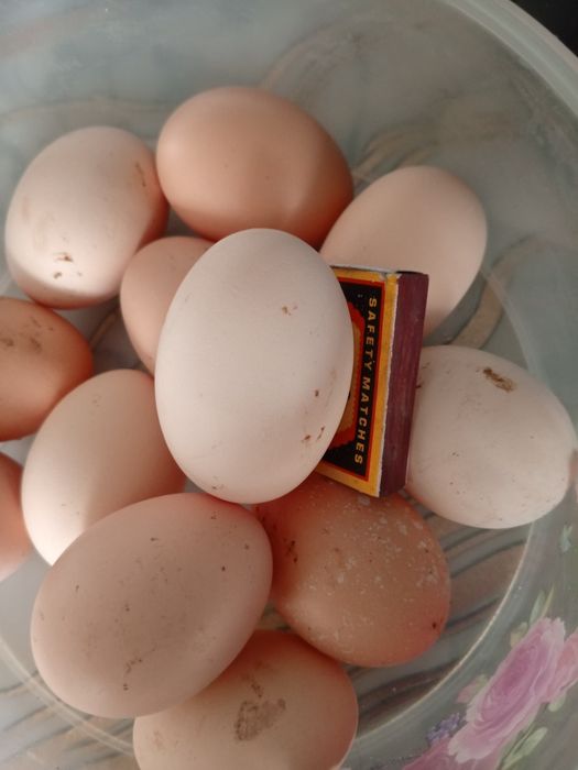 Куриные яйца крупные