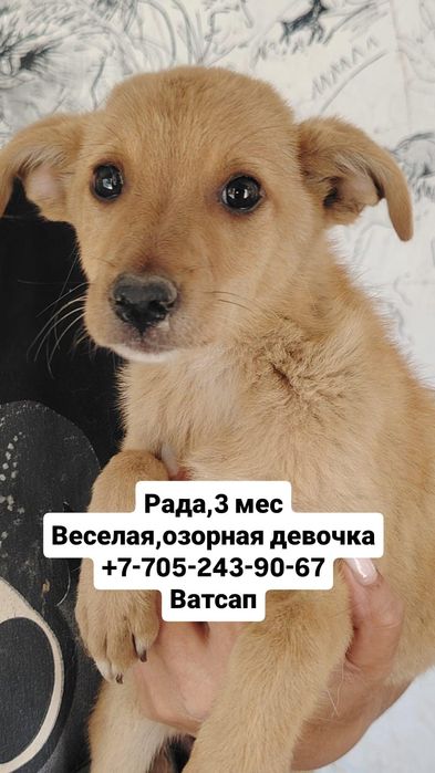 собаки в хорошие руки