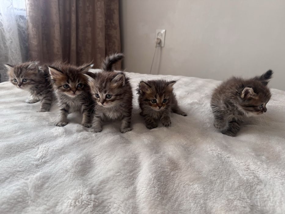 Британские котятки