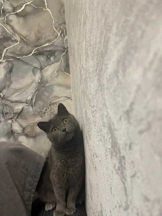 Очаровательная красавица-Лизонька!