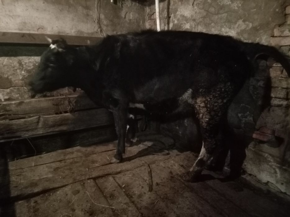 Продается мясо молочная телочка