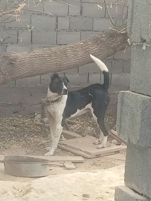 Алабай сатылады жаксы ИТ