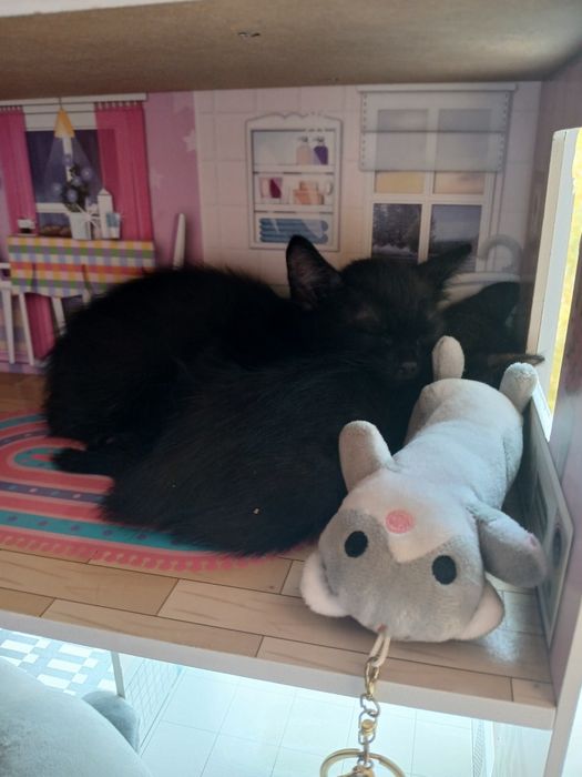 Отдам котят в добрую семью.
