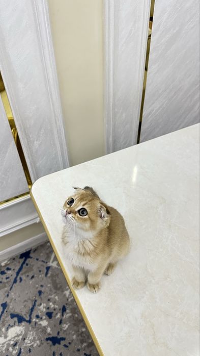 Shinshilla toza qon okras 12