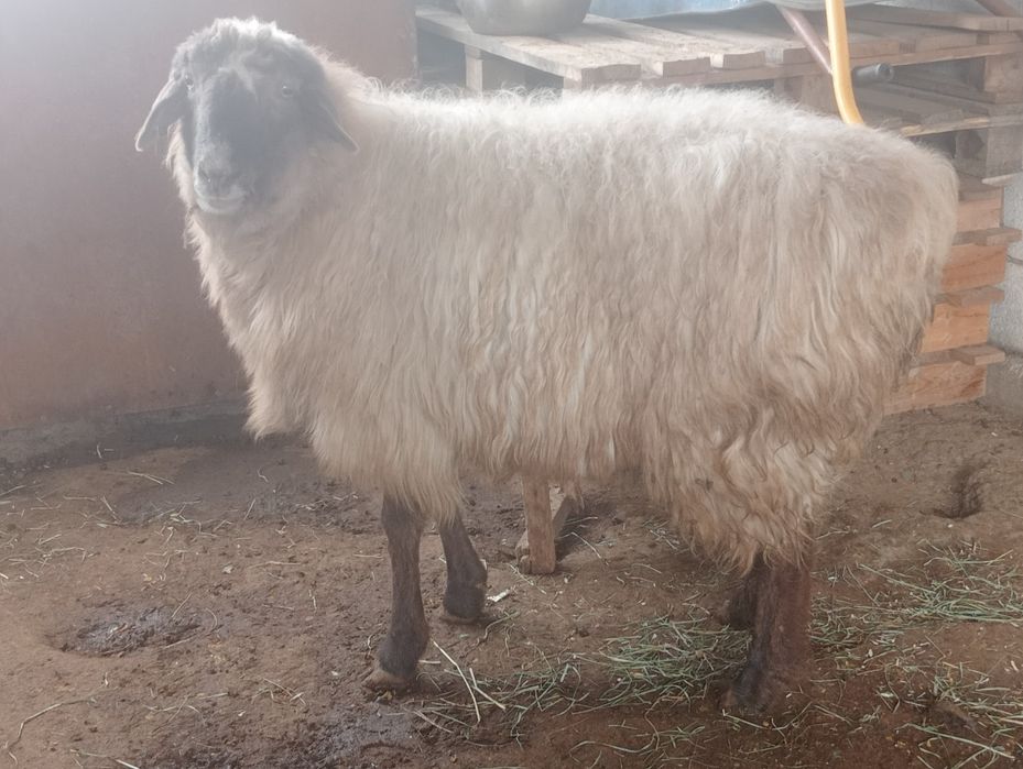 Кой сатылады     .