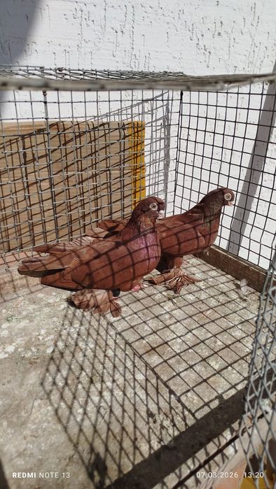 Голуби, по парам