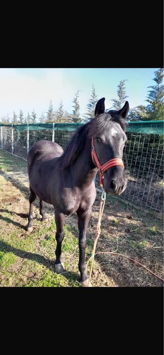 Manza de vanzare sau schimb