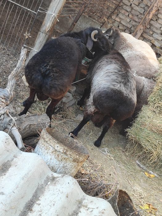 Qo'chqorlar sotiladi tezda badani semiz yeyishi