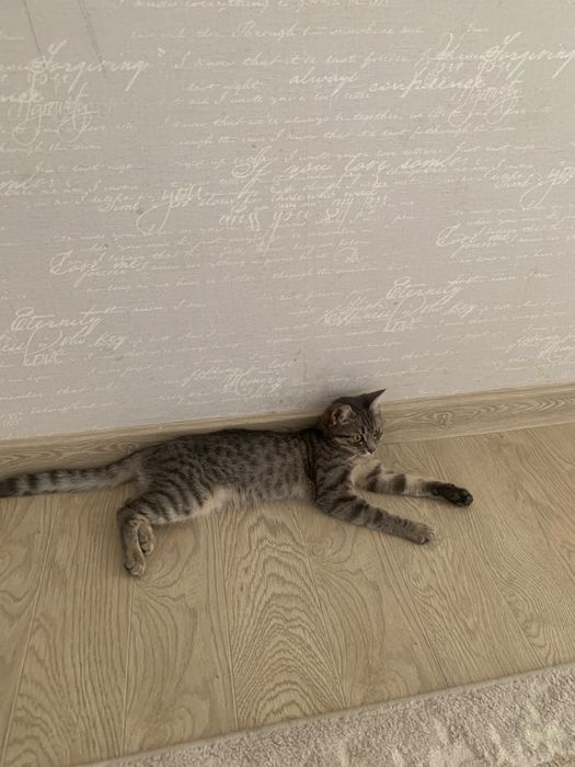 котенок в добрые руки