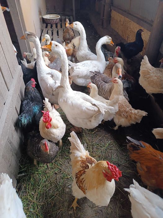 Гуси взрослые , семья на племя