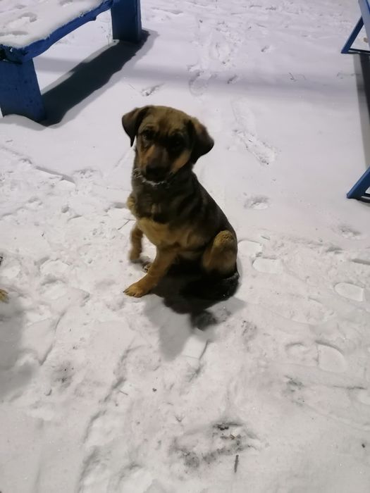 Прелисть очень ищет хозяина Любищего