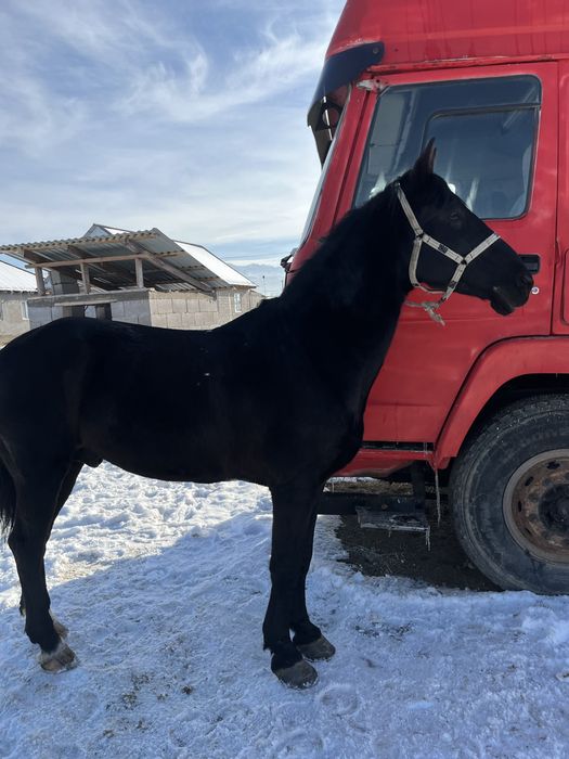 Айғыр 7 жасар Сатылады