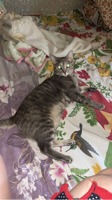 Отдам кошечку в добрый руки