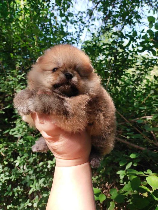 Померанский  Шпиц