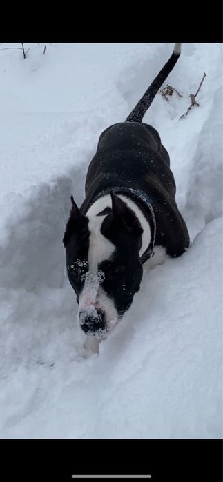 Питбуль, девочка