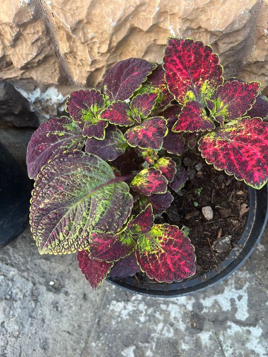 колеусы Разные         цветы.