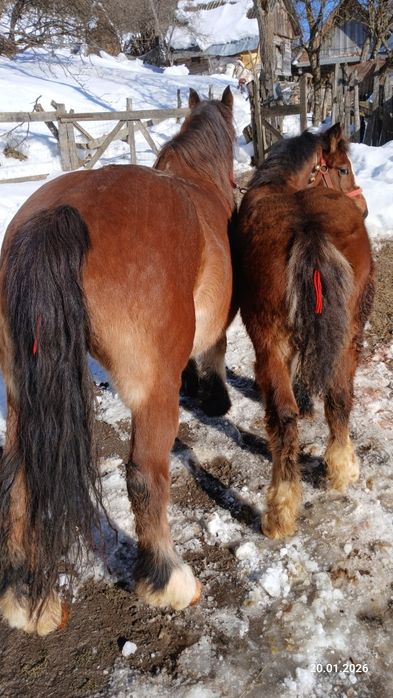 Vând mânz  de 6  luni