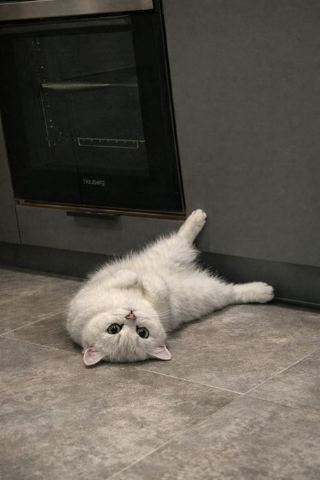 Серебристая шиншилла (девочка)