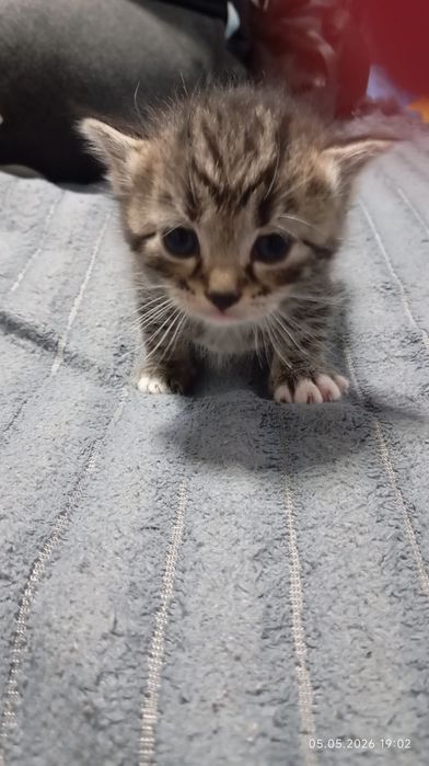 Продам котят красивые ласковые