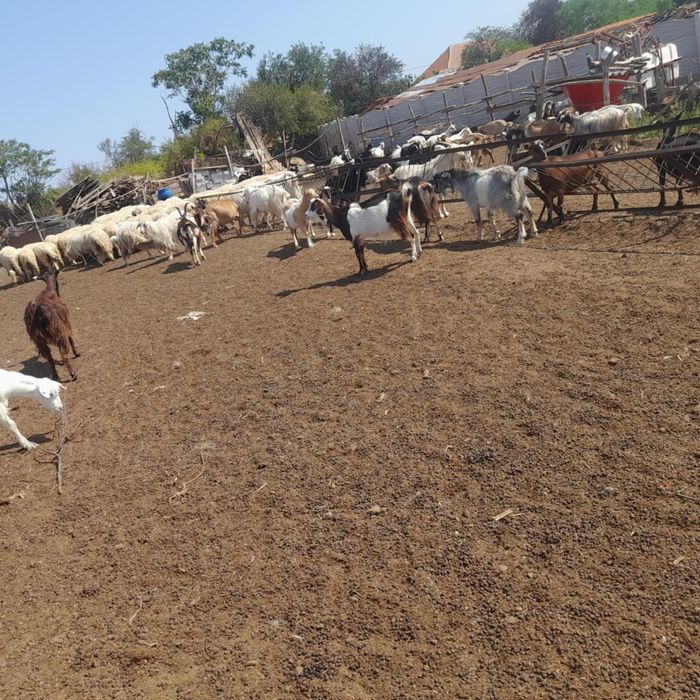 Vând capre și oi bune