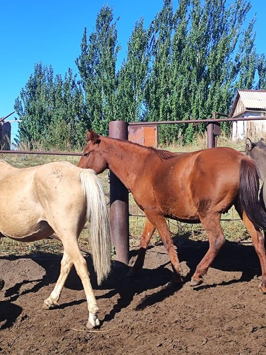 Лошади жылқы Айғыр