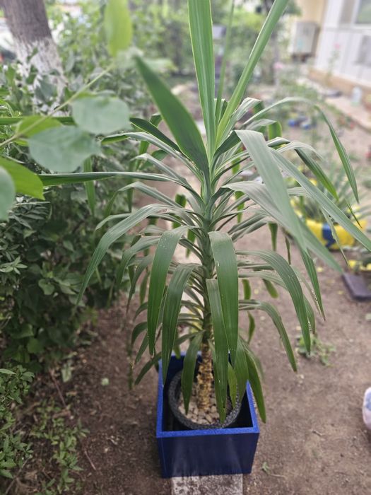 Vand planta Yucca!!!