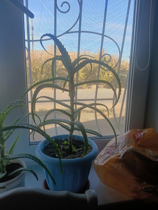 Продам Алоэ 3-х  летка