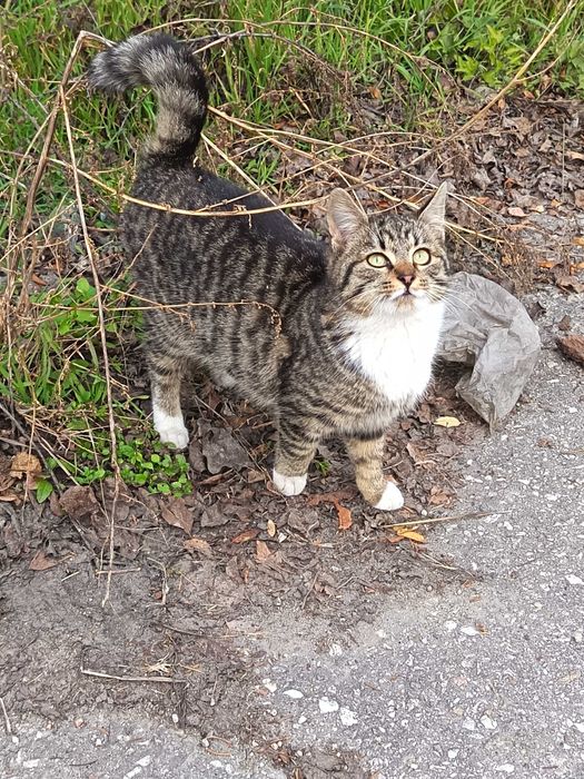 Бездомно коте търси дом!