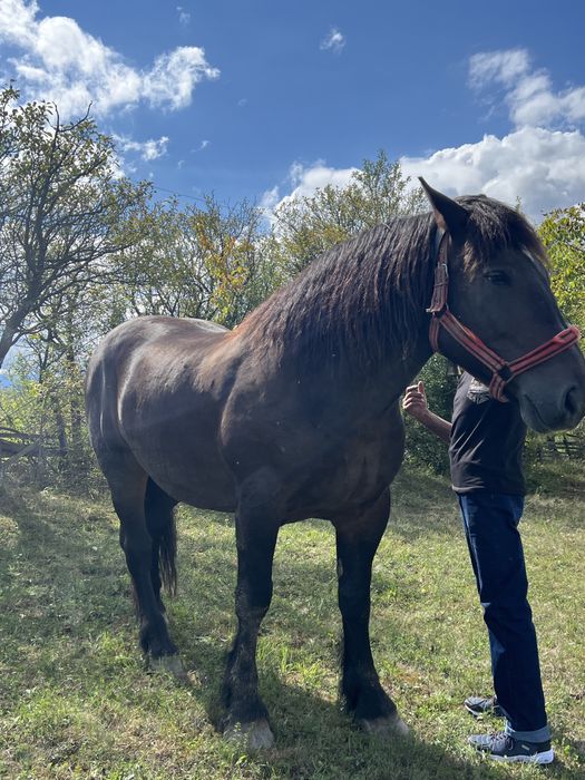 Cal Semigreu Castrat