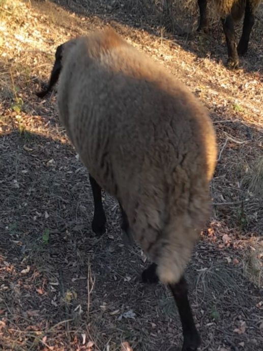 Vind berbec carabasi și sulfoc