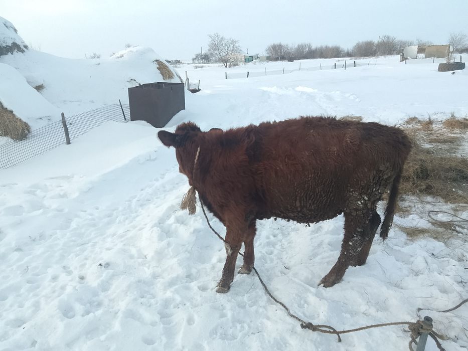 Тёлочку прошолодный