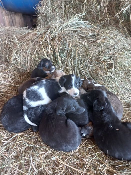 Щенки тазы . Тазы