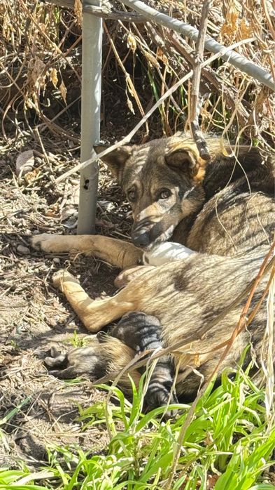 Собака-бродяжка ищет Дом