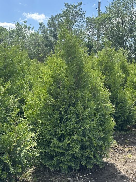 Туя Смарагд. Туя брабант. Туя