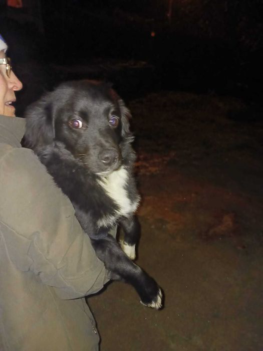 Se dau 2 câini spre adopție