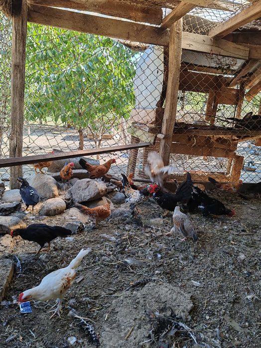 Curcan, rațe ciocolati muscovy și o rată lavandă și una gri