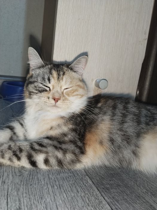 Продаются Три кота- британцы