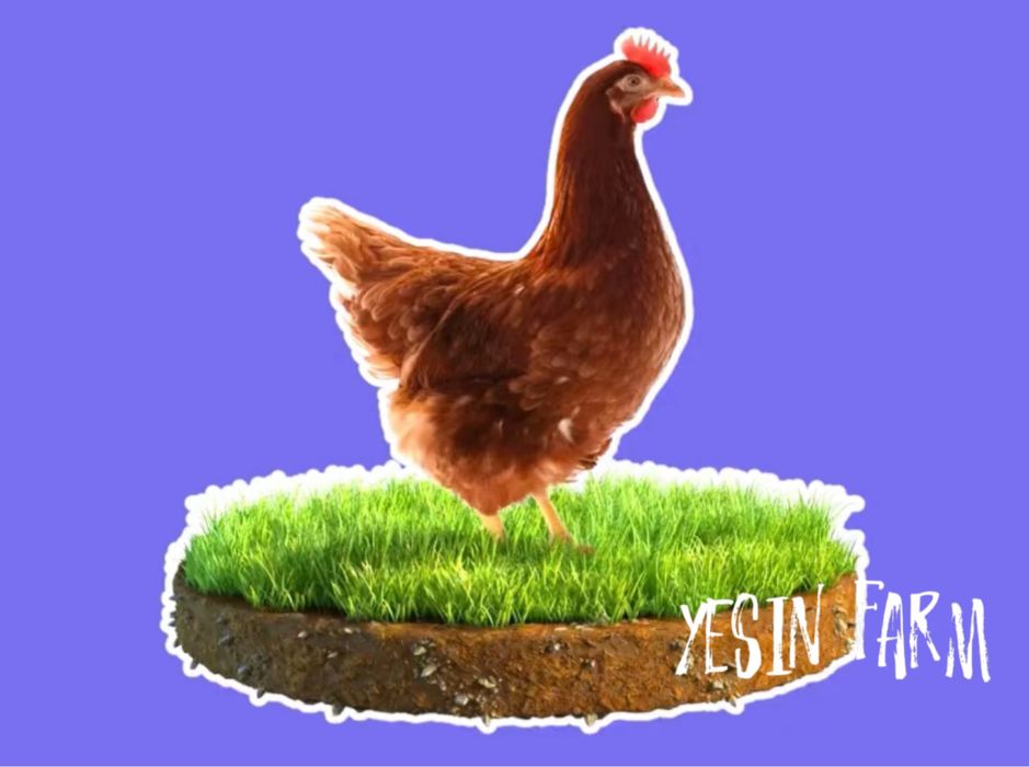 Инкубационные яйца несушка ломан браун — отличный результат