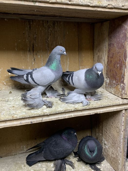 Голуби на продажу разной масти