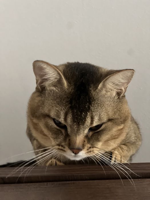 Котята редкой породы Чаузи