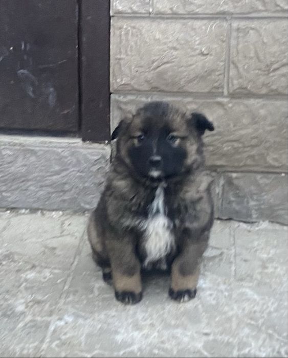 Животные даром . В добрые руки .