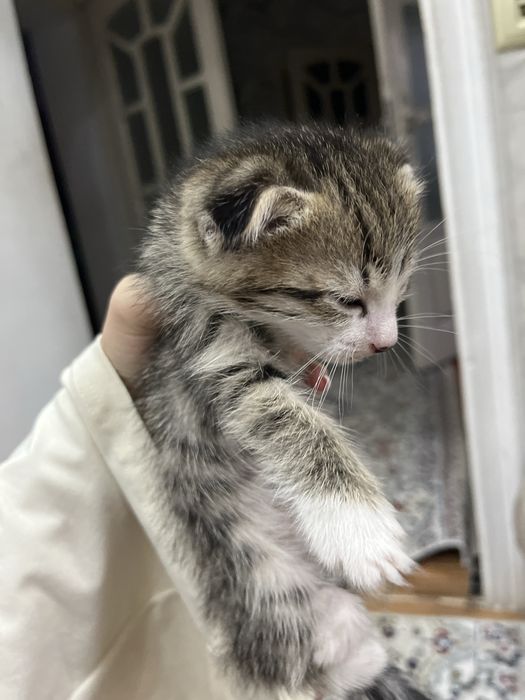 вислоухий котенок