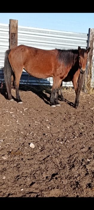 Биелер сатамын! 4бас құлынды  биелер,малдануғар